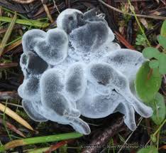 Attēlu rezultāti vaicājumam “Ascomycota”