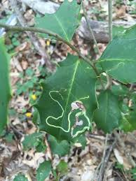 Attēlu rezultāti vaicājumam “Phytomyza minuscula”