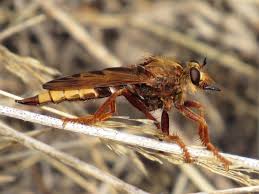 Attēlu rezultāti vaicājumam “Asilus crabroniformis”