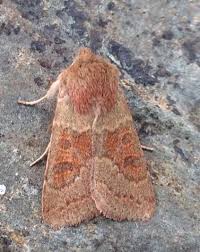 Attēlu rezultāti vaicājumam “Orthosia miniosa larva”