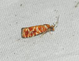 Attēlu rezultāti vaicājumam “Griselda ustomaculana”