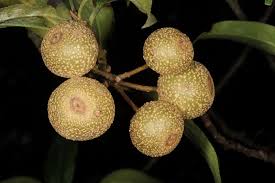 Attēlu rezultāti vaicājumam “Pyrus”