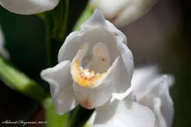 Attēlu rezultāti vaicājumam “Cephalanthera longifolia”