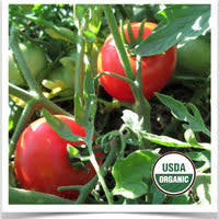 Afbeeldingsresultaat voor caro rich tomato