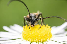 Attēlu rezultāti vaicājumam “Leptura quadrifasciata”