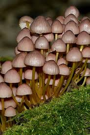 Attēlu rezultāti vaicājumam “Mycena renati”