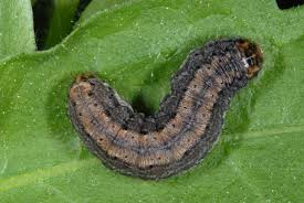 Attēlu rezultāti vaicājumam “Euxoa nigricans”