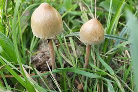 Attēlu rezultāti vaicājumam “Panaeolus papilionaceus”