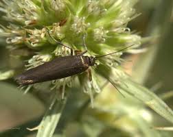 Attēlu rezultāti vaicājumam “Scythrididae”