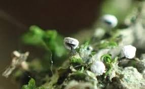 Attēlu rezultāti vaicājumam “Didymium verrucisporum macro”