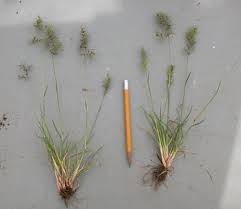 Attēlu rezultāti vaicājumam “Poa remota bud”