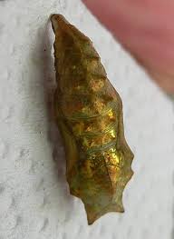 Attēlu rezultāti vaicājumam “Nymphalis pupa”