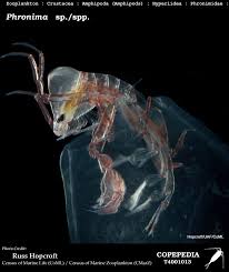 Attēlu rezultāti vaicājumam “Phronia sp.”