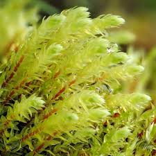 Attēlu rezultāti vaicājumam “Pohlia nutans”