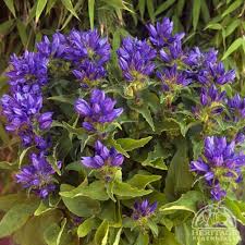 Attēlu rezultāti vaicājumam “Campanula glomerata leaf”