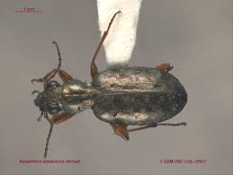 Attēlu rezultāti vaicājumam “Tachyta nana”