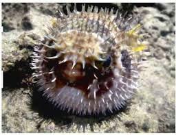 Image result for Diodon hystrix