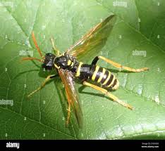 Attēlu rezultāti vaicājumam “Tenthredo scrophulariae”