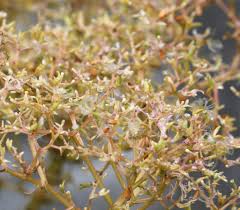 Attēlu rezultāti vaicājumam “Valeriana officinalis fruit”