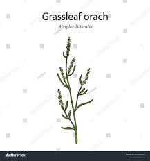 Attēlu rezultāti vaicājumam “Atriplex littoralis”