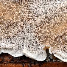 Attēlu rezultāti vaicājumam “Skeletocutis”