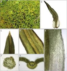 Attēlu rezultāti vaicājumam “Tortula truncata sporophyte”