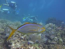 Image result for Caranx bartholomaei