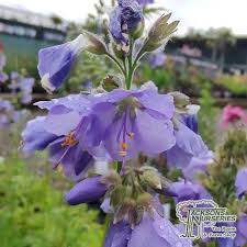 Attēlu rezultāti vaicājumam “Polemonium caeruleum bud”