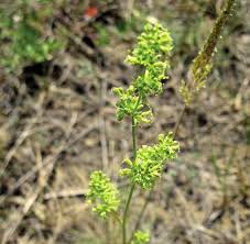 Attēlu rezultāti vaicājumam “Silene borysthenica”