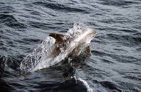 Image result for Lagenorhynchus albirostris