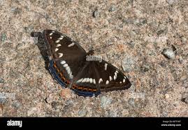 Attēlu rezultāti vaicājumam “Limenitis populi underside”