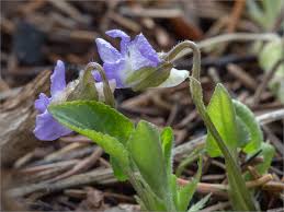 Attēlu rezultāti vaicājumam “Viola collina”