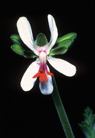 Attēlu rezultāti vaicājumam “Conardia compacta macro”