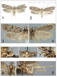 Attēlu rezultāti vaicājumam “Agonopterix ciliella imago”