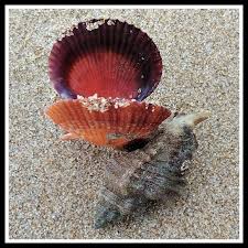 Attēlu rezultāti vaicājumam “Erinaceus sp.”