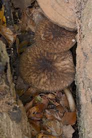 Attēlu rezultāti vaicājumam “Pluteus umbrosus”