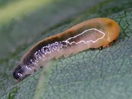 Attēlu rezultāti vaicājumam “Caliroa annulipes larva”