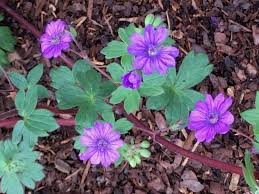 Attēlu rezultāti vaicājumam “Geranium pyrenaicum leaf”