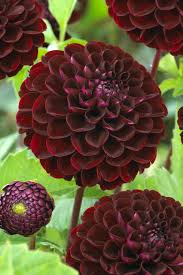 Image result for Dahlia Darkarin`