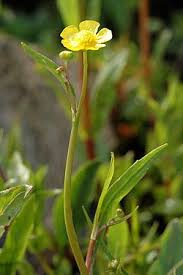 Attēlu rezultāti vaicājumam “Ranunculus flammula”