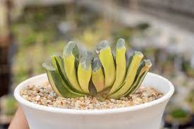 Image result for Haworthia mix