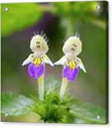 Attēlu rezultāti vaicājumam “Galeopsis speciosa”