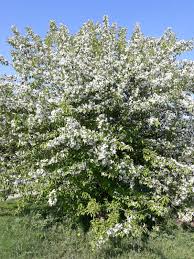 Attēlu rezultāti vaicājumam “Malus”