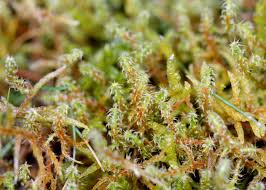 Attēlu rezultāti vaicājumam “Rhytidiadelphus squarrosus”