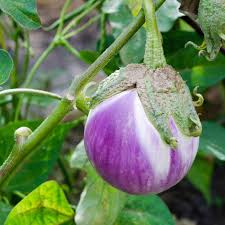 Afbeeldingsresultaat voor rosa bianca eggplant