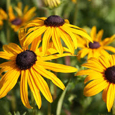 Image result for Rudbeckia fulgida