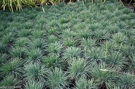 Attēlu rezultāti vaicājumam “Koeleria glauca leaf”