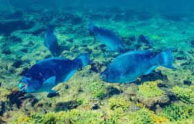 Image result for Scarus trispinosus