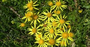 Attēlu rezultāti vaicājumam “Jacobaea vulgaris”