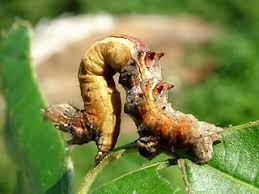 Attēlu rezultāti vaicājumam “Selenia dentaria larva”